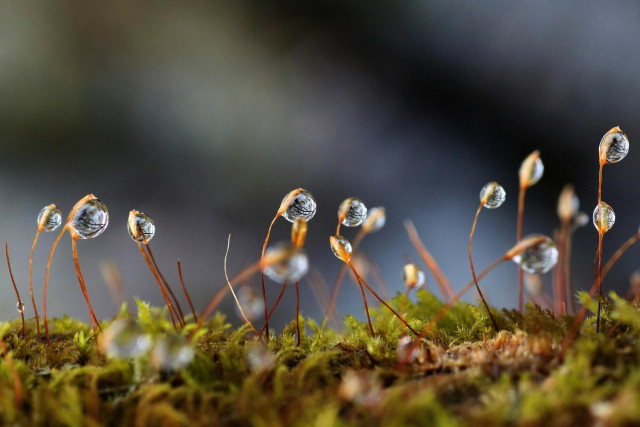 Macro photograph of about fifteen water droplets clinging to the red and orange sporophytes of green and brown mosses just below. Some are in focus, others are blurred. Each droplet reflects or appears to contain the image of a tree with black branches and trunk located nearby.

Photographie macro d'une quinzaine de gouttes d'eau accrochées aux sporophytes rouges et oranges de mousses vertes et brunes juste dessous. Certaines sont au focus, d'autres sont flous. Chaque goutte reflète ou semble contenir l'image d'un arbre aux branches et tronc noirs se trouvant tout près.