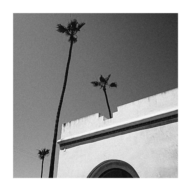 Tall palm trees rise above a white stucco building with an arched detail against a clear sky.