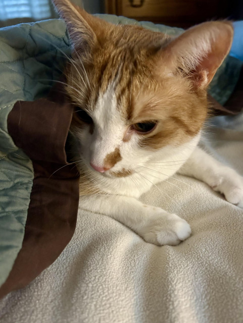 An orange and white tomcat with an orange smudge on his nose curls up beneath a light green and brown puff and lies atop a yellow blanket on a rainy Sunday morning.
