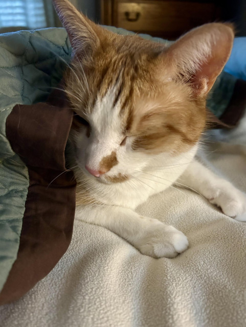 An orange and white tomcat with an orange smudge on his nose curls up beneath a light green and brown puff and lies atop a yellow blanket on a rainy Sunday morning. His eyes are closed in this version.