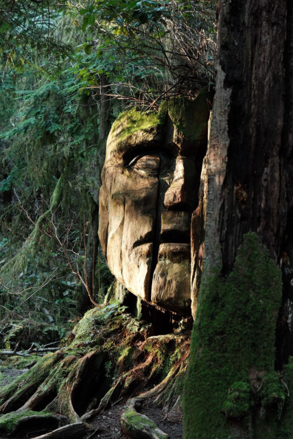 A face carved into a massive tree trunk, foliage in the background with a small tree growing out of the top of the stump appearing like hair on the top of the faces head. Another tree obscures the second half of the face in the foreground and warm light casts in from the left creating depth to the face.