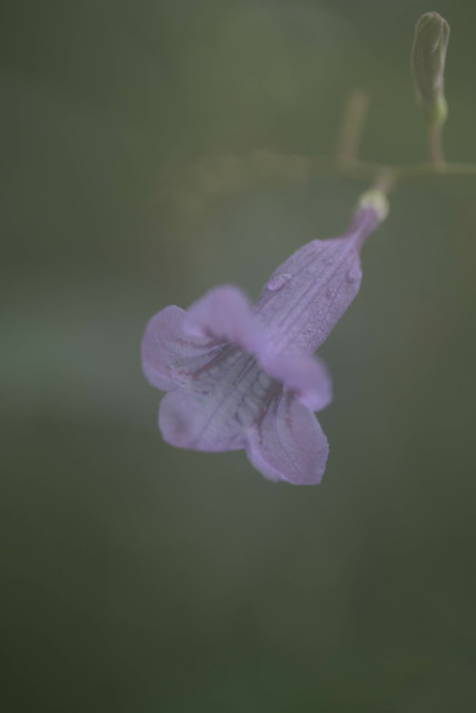 Close-up photo of a purple bell-shaped flower against a smudgy green background. The image is low-contrast, somewhat misty looking, a consequence of a fogged up front lens, if I recall correctly.