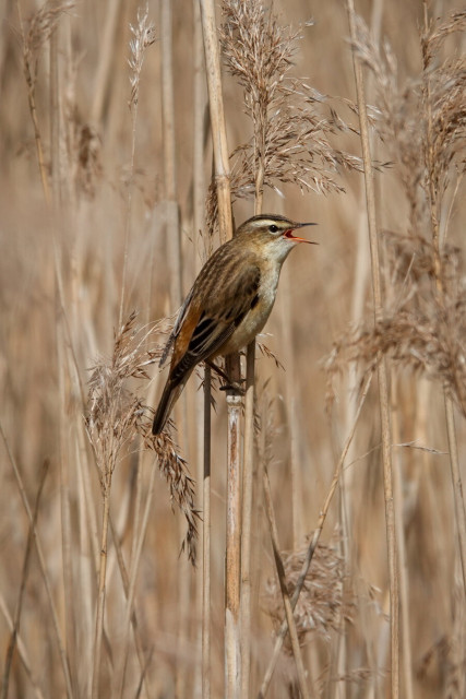 Sedge warbler (brown wings, lighter throat and light eye brow line) singing in the sun while holding onto reed. More beige coloured reed in de background