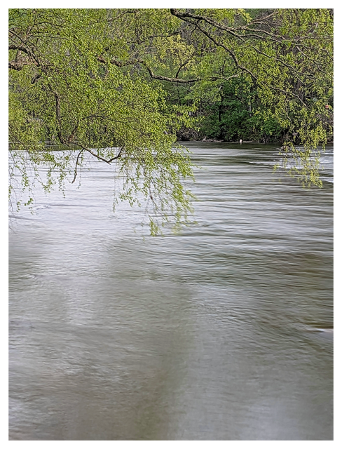 branches from an unseen willow tree hang over a slow moving, curving river. 