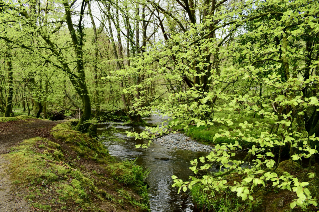 Lime green new beech leaves Grenofen woods