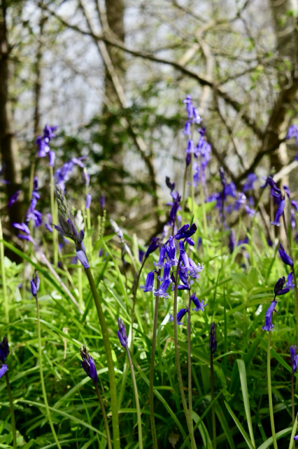 Bluebells in flower 