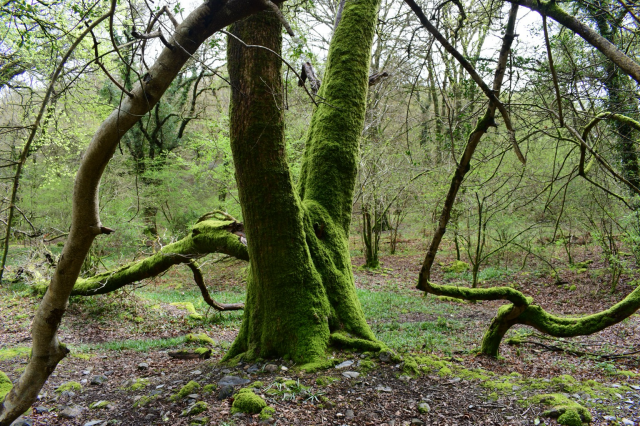 Green mossy beech tree in Grenofen woods 