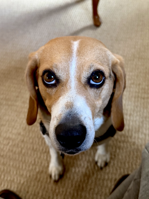 Photograph of a conniving, but cute little beagle, looking sadly up at the camera, as if he’s never had any breakfast at all instead of the two breakfast that he has already eaten.