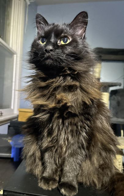 My long haired black cat The Penguin sitting on a black box on a black table, eyes wide open with a concerned expression as she looks towards to the left and above the direction of the camera. 