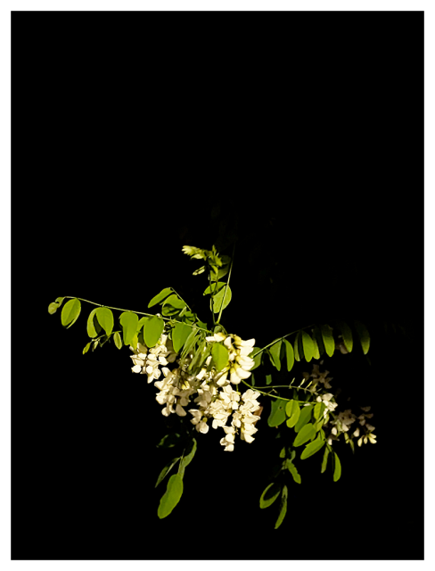 a branch of black locust with a cluster of white blossoms appears to float in a black void.