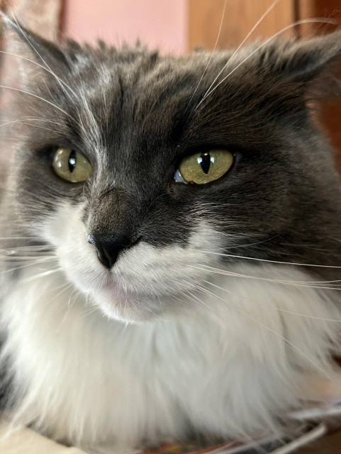 Closeup of a dark grey and white floofy cat face. Her ears are slightly back, one more than the other. Her eyes are green and sparkling with reflected light and or mischief.