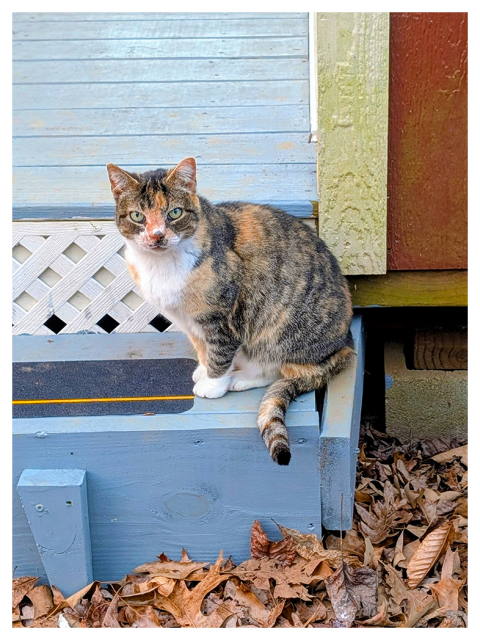 a calico cat with white markings and green eyes making contact sits alertly on a light blue wooden step by a porch. dried brown leaves are scattered on the ground below, and part of a wooden cabin with lattice trim is visible behind the cat.