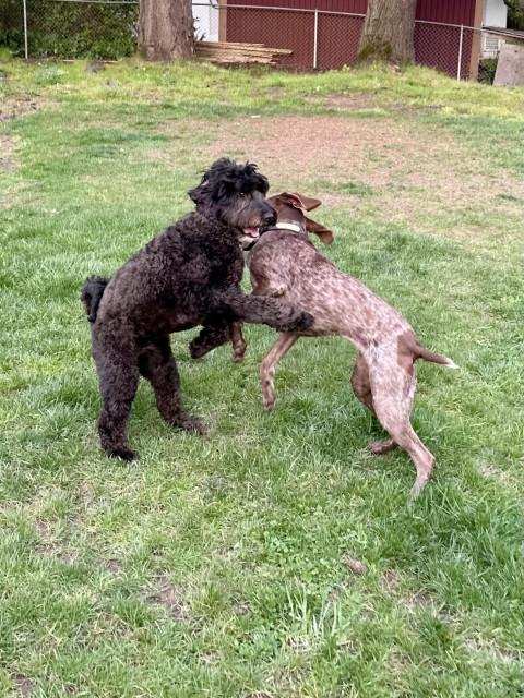 Two small dogs wrestle with big physical energy in the yard.