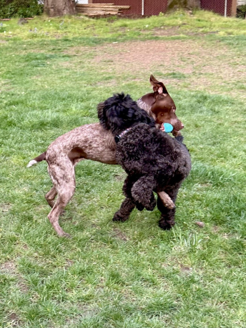 The two dogs twist around each other as they wrestle and compete over a ball.