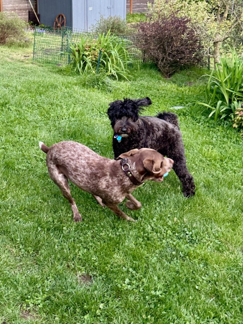 The duo races around trying to get or keep a ball as they play into the yard.
