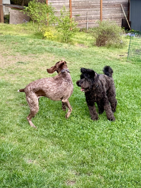 More silly physical playing. One dog is a French pointer and the other is a small black doodle.