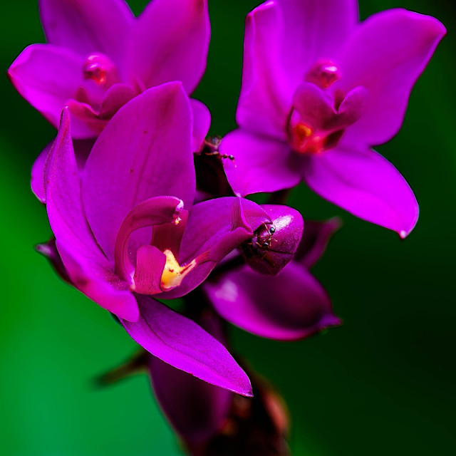 A close-up of vibrant purple orchids with a blurred green background. Ants are visible on some of the flowers, highlighting their natural habitat.