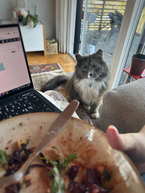 En grå och vit katt sitter uppmärksamt och tittar på en halvt uräten tallrik som hålls vid sidan av en datorskärm.