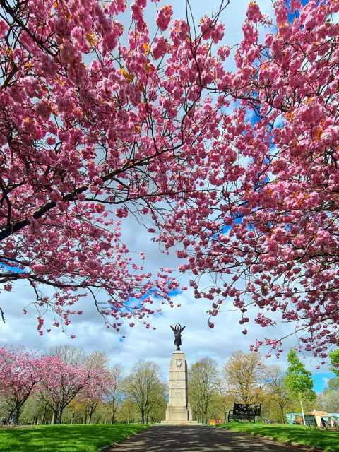 Cherry blossom trees surrounding a Glasgow war memorial.