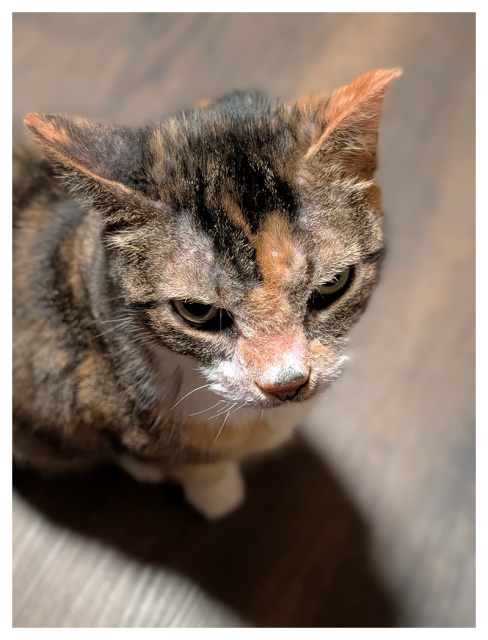 high angle chose-up of a calico cat with white markings and green eyes sitting on a wood tile floor looking ahead.