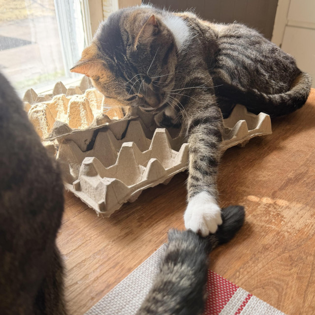 Brown & white Tabby siblings on the kitchen table. she’s on her egg cartons and has Jonesy by the tail.