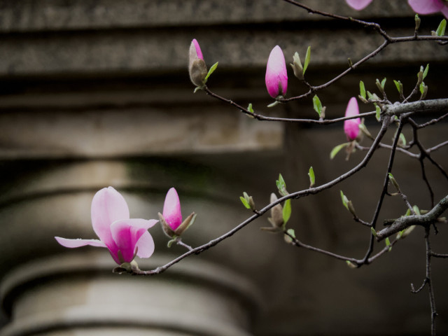 Magenta and pink magnolia flowers and green young leaves with rain drops in front of a neoclassical column