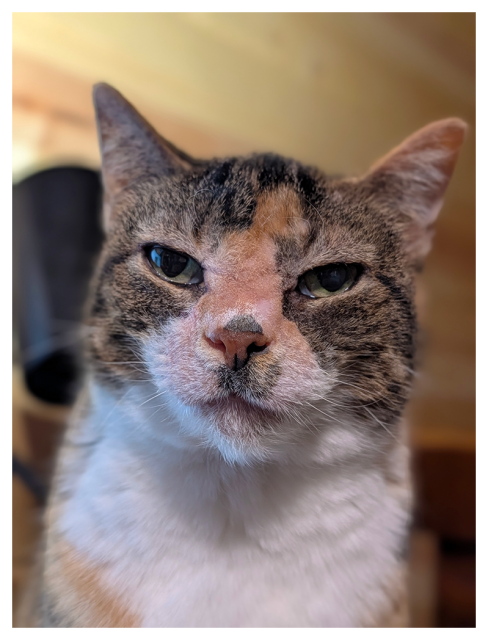 close up of the head and neck of a calico cat with white markings making eye contact with a "Go ahead, I dare you!" expression. the background is out of focus, a bit of back desk lamp, brown wooden chair and wood-paneled wall.