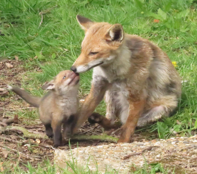 A fox cub and vixen with their noses touching, as the cub reaches up to the mother