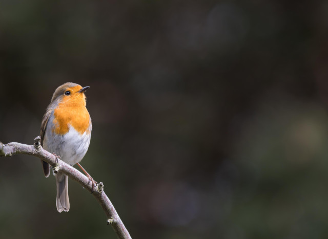 A robin on a branch against a dark and minimal background.