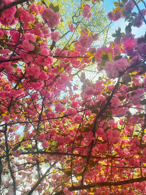 A close-up color photo taken directly upwards under a blooming tree. The branches all crisscross making almost a bit of a grid. There's a bit of sunlight coming through, otherwise it is covered in pink flowers and bits of newly sprouting green leaves