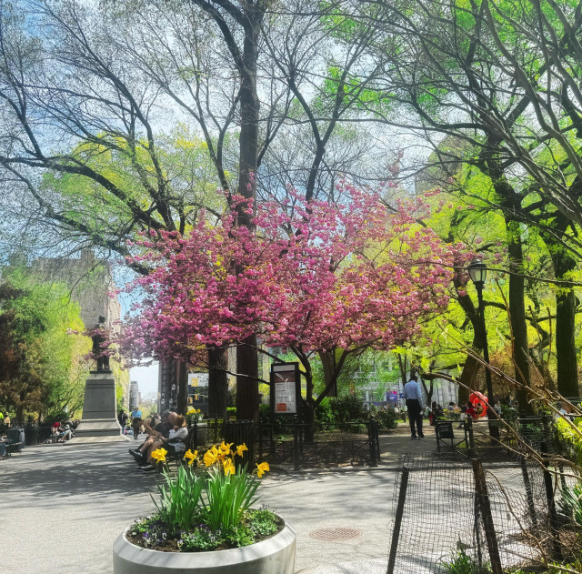 A color photo taken further away of the same tree. The pink tree is in the middle of the photo, which is in Union Square, Park. In the foreground is a very large cement planter with yellow daffodils coming out of it. On the right is some fencing and in the back some people can be seen walking into the center of the park. There are large trees behind the pink tree and they are all also beginning to sprout green leaves for the spring.