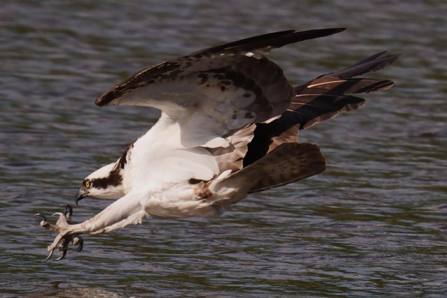 A diving Osprey, talons out, approaches the water.