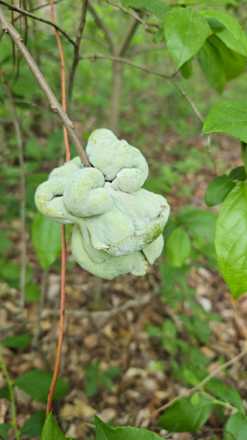 A lumpy strange greenish growth found in a tree