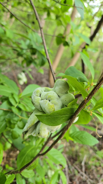 A lumpy strange greenish growth found in a tree