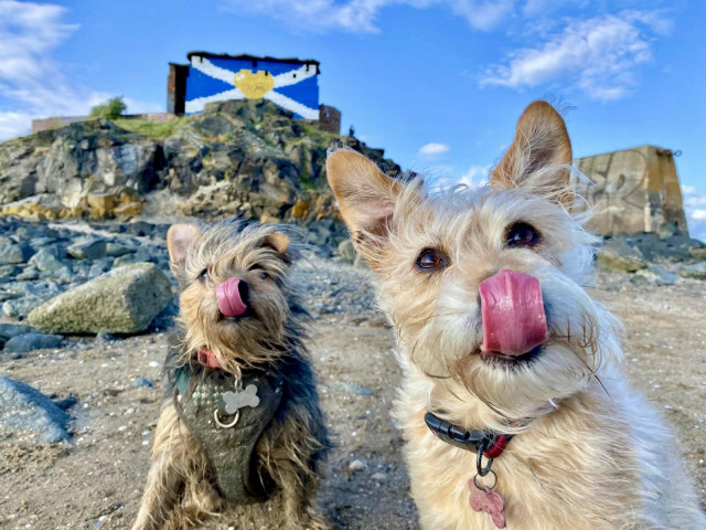 Small brown and black dog (Lily) and slightly bigger brown dog (Rosie) both licking their noses. In the background the Scottish flag painted on an old dilapidated building. 
