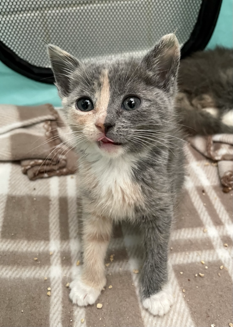 A small dilute calico kitten, grey, tan, and white, with a tiny tongue blep
