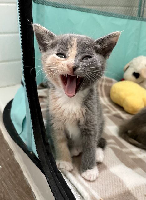 A small dilute calico kitten with wide open mouth, teeth, tongue, and pointy ears