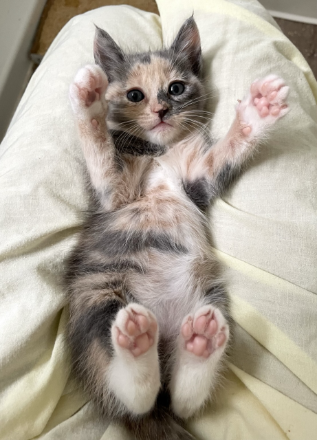A small dilute calico kitten on her back, paws up, showing pink toe beans