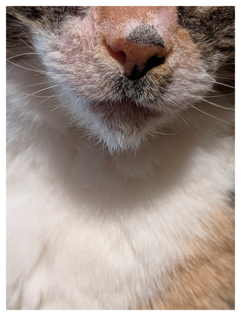 close-up of a calico cat’s face showing its pink nose, grayish whisker pads, white chin whiskers and fluffy white chest fur. 