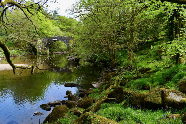 A bridge and river bank in verdant green colours 