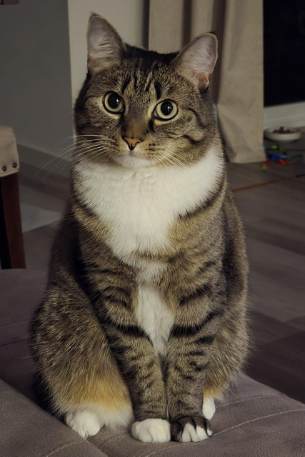 A brown tabby cat with white paws and chest looks expectantly at the camera