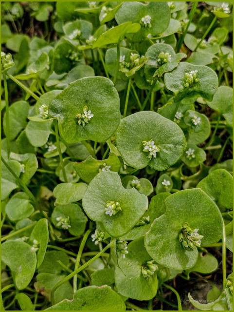 A messy mass of miner's lettuce fills the frame. The rounded spoon shaped leaves are pretty much hidden by the abundant painters palette shaped, green and fleshy bracts showcasing a cluster of about 5 or so tiny white flowers and flower buds at the center. The flowers are star shaped with 5 petals.

This plant is edible as a salad green. If you forage, you should pick it as far off trail as possible.