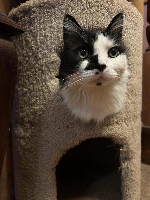 A bright-eyed black and white kitty face sticking out of the top porthole of a two level kitty tree condo. He has a white ruff, sweet face, and pointy black ears with generous white ear tufts. The little condo gate below him is empty. He kind of looks like a sweet owl sticking its head out of a hole in a tree.