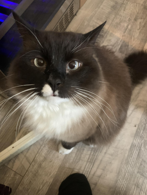 A ragdoll cat with a distinctive white marking on his lip.