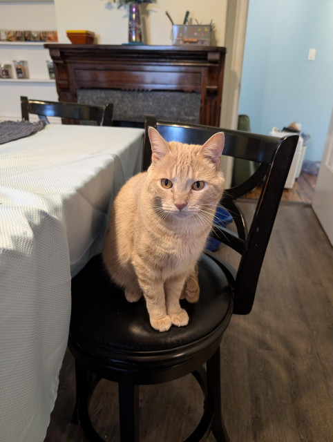 Shine, a beige colored tabby sitting on a chair