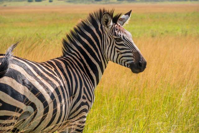 A zebra stands in a grassy field, showcasing its distinctive black and white stripes. The background features tall grass and a blurred landscape, suggesting a natural setting.