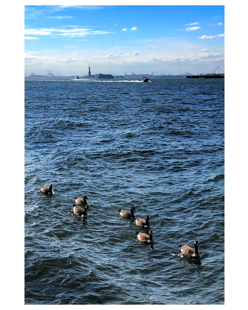 Seven geese in a row, almost single file, paddle through the choppy waters of New York Harbor. Several boats are in the distance, including a small motorboat leaving a trail of white in its wake. On the horizon is the tiny figure of the Statue of Liberty. Further off is the distant New Jersey shore lined with shipping cranes, under a vivid blue sky with clouds.