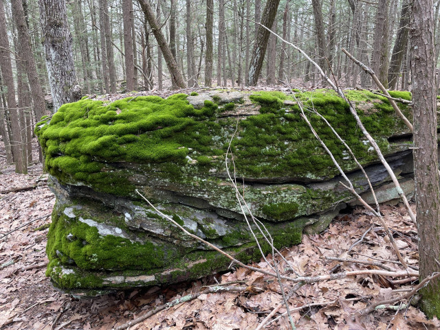 A large glacial erratic boulder sits on leaves amongst a forest. The rock seems to be made up of flat shale like rocks. It is approximately 18 feet wide and 4 ½ feet high. It is nearly completely covered with BRIGHT green moss, the kind of moss usually reserved for neat wet areas or misty mornings, neither of which this is. The colors have not been edited.