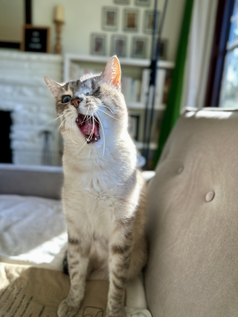Doots, a one-eyed Lynx Point Siamese cat, sitting on a cream blanket on a grey sofa. His mouth is open because he’s about to yawn, but it looks like he’s excitedly making an announcement. Perhaps one day he will have something to announce. 