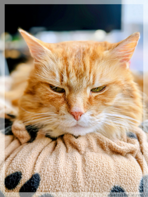A ginger cat named Sintra the Cat is looking sulky 😼